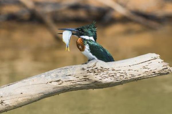 Green kingfisher