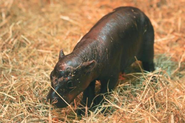 A newborn pygmy hippo named Haggis has been born at Edinburgh Zoo, Edinburgh, Scotland.