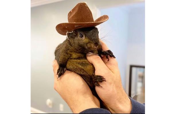 This undated image provided by Mark Lo<em></em>ngo shows his pet squirrel Peanut that was seized by officers from the state Department of Enviro<em></em>nmental Conservation, at Longo's home in rural Pine City, N.Y., on Oct. 30, 2024.