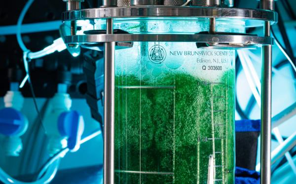 Algae being feeding on CO2 in a bioreactor