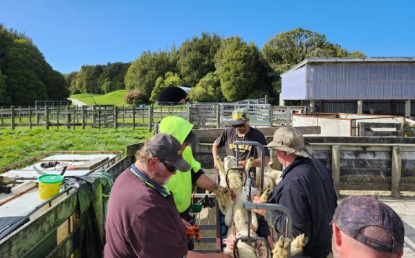 Most across the country have finished with docking, or tailing as it's called in the South Island.