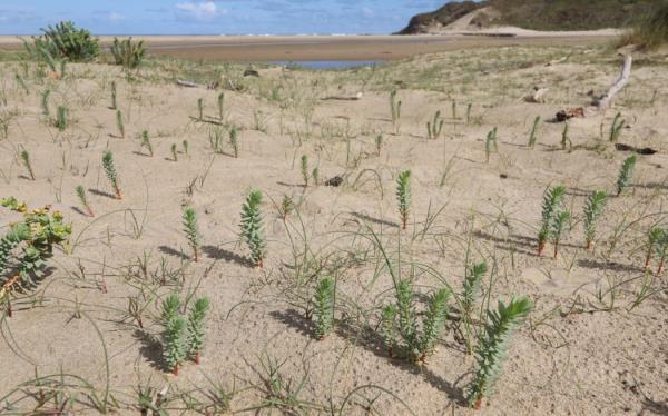 Sea spurge seedlings emerging from the beach at Mitimiti.