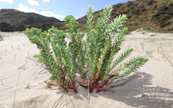 The toxic invader known as sea spurge typically grows to half a metre in height and can rapidly take over coastal areas.