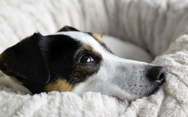 A terrier dog curled up on its bed