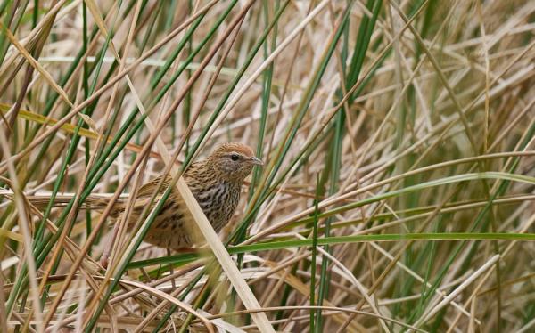 A flecked brown and grey bird sits among dense brown and green reed stalks.