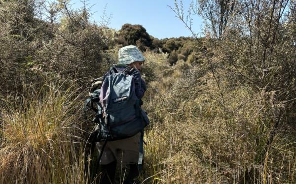 A person wearing a bucket hat and backpack walking away from the camera through thick grass and scrubby vegetation beneath a blue sky.