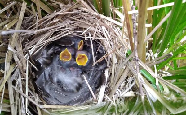 Looking down between tall green and brown grass stalks into a cup-shaped nest with three tiny grey fluffy chicks with their yellow mouths wide open begging for food.