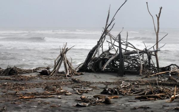 Driftwood washed up on the rough and stormy southern West Coast of New Zealand.