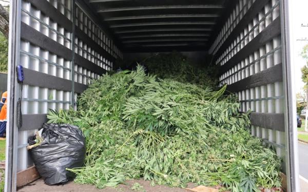 Police said they seized more than 3000 cannabis plants in the raids in Auckland during the week, before Labour Weekend, 2024.