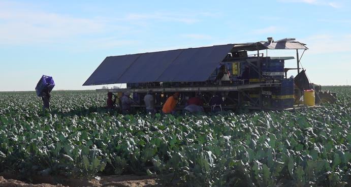 Workers on a farm chopping broccoli.