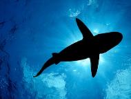 Deadly shark attacks are a near-yearly occurrence in Egypt's Red Sea. (Representative Image)