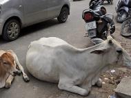 A Bajrang Dal member said that people were angry that around two dozen cows were injured during the relocation process. (IMAGE: AP PHOTO)