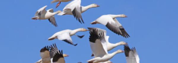 Snow geese against a bright blue sky in western Idaho.