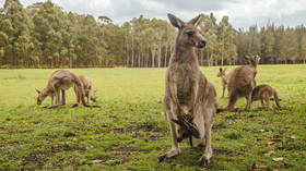 Suspect in 98 kangaroo deaths arrested