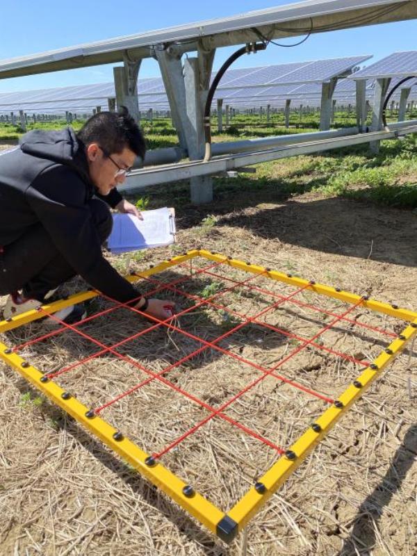 Yudi Li bends over a yellow-f<em></em>ramed grid beneath solar panels to co<em></em>nduct research