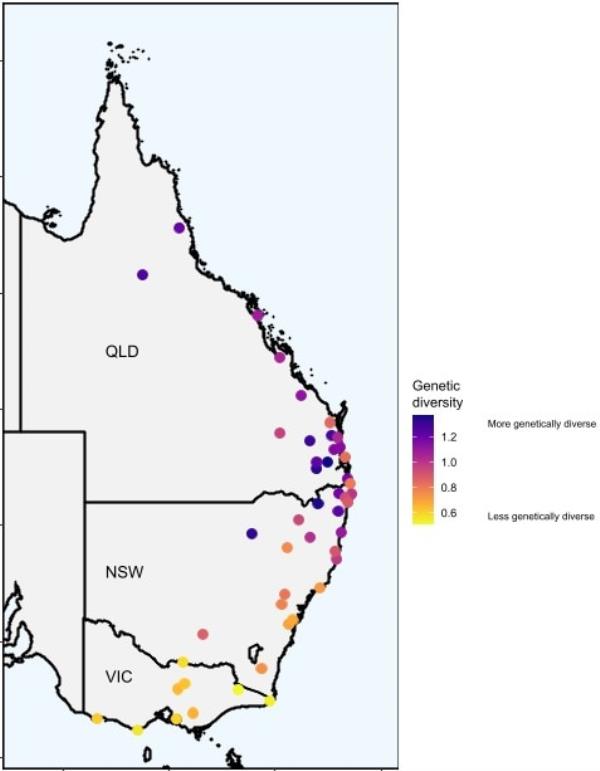 Genetic diversity of koalas across eastern Australia. Supplied: Dr Elspeth McLennan, University of Sydney.